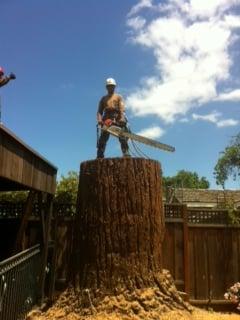 West Valley Arborists