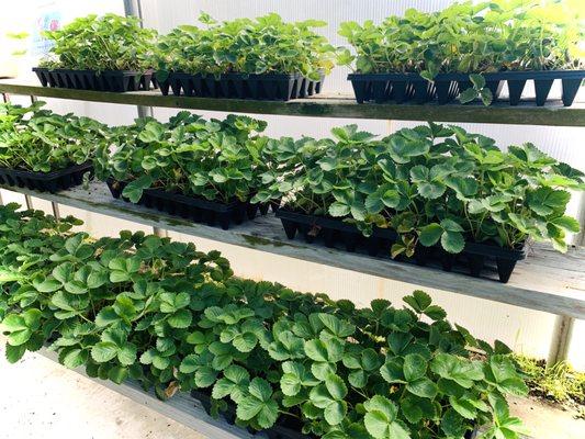 Our garden center greenhouse offers seasonal crops and ornamental plants.