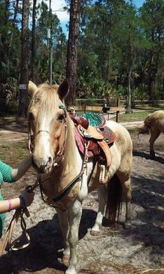 such a pretty pony!!@ dove tree stables in naples fl!