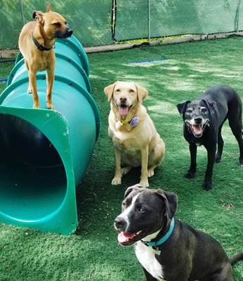 My dogs all enjoy their time at daycare :)