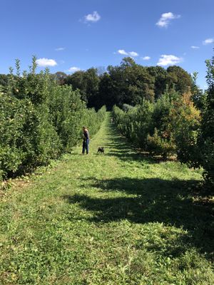 Apple picking with dog