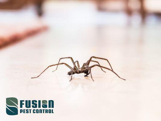 Fusion Pest Control