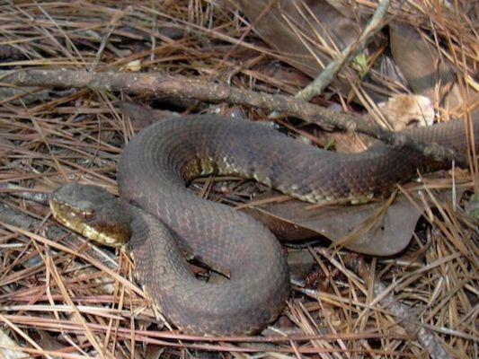 Venomous or not? That's the big question. Don't get caught off guard by a dangerous snake!