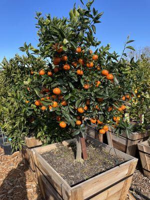 Gorgeous tangerine tree