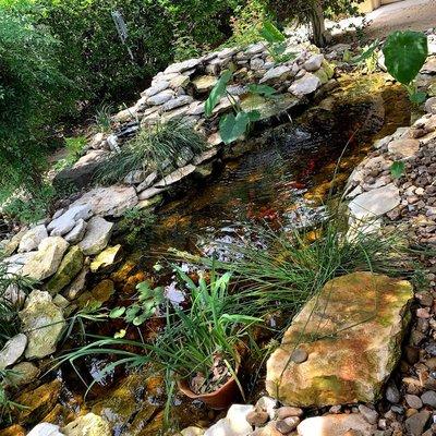 Koi fish pond