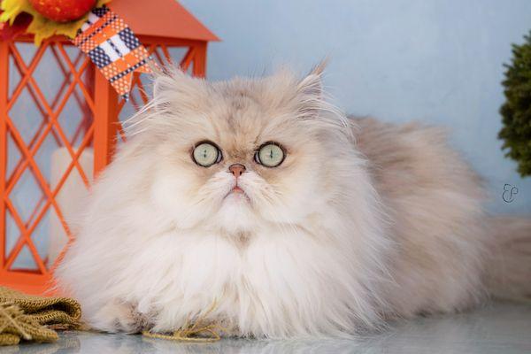 Miracle, a queen at Ethereal Persians Cattery.