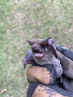 Bat from Mt. Pleasant.