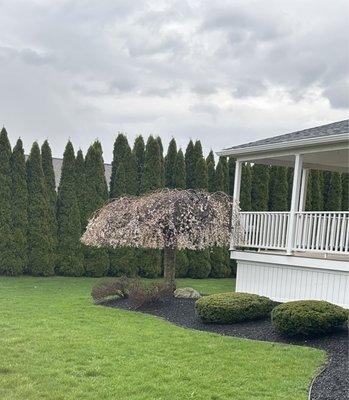 The planters & tree trimming.