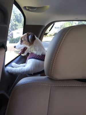 Tobin after groomers on the ride home.