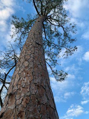 Tree service