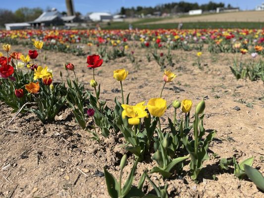 Tulip festival