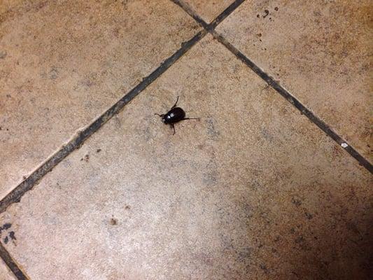 Gigantic bugs in the bathroom!