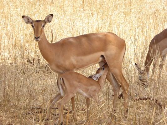 Nursing Impala