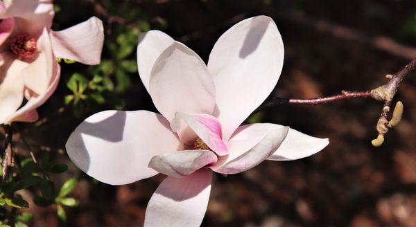 Magnolia