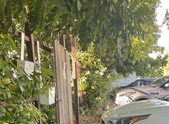 Cars unable to properly park because plants are invading the parking spaces.