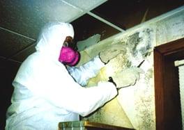 Mold remediation & removal