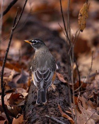 American Robin