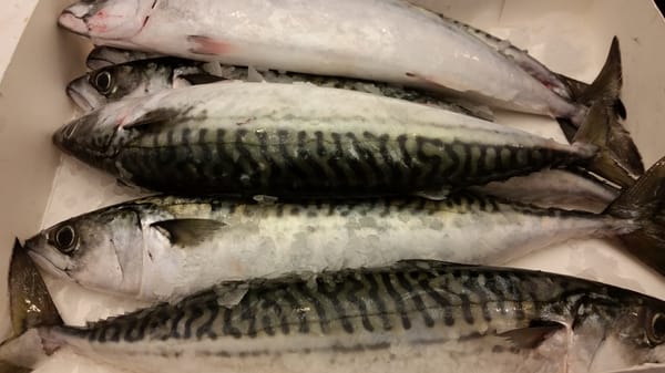 Fresh mackeral