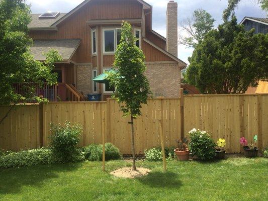 My new Sun Valley Maple planted by Ironwood Earthcare. 5-28-2021.