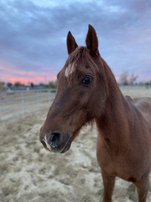 Whittier Narrows Equestrian Center