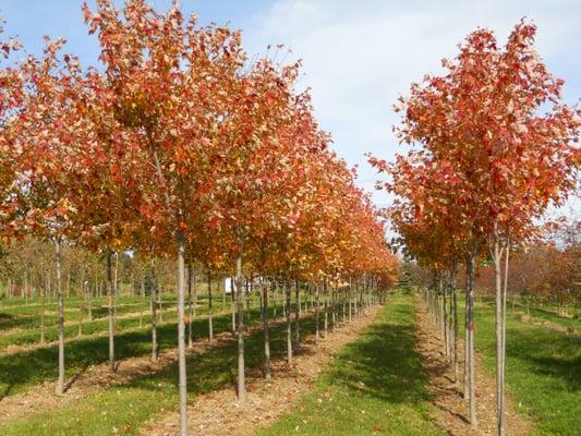 Our growing fields house many deciduous trees and shrubs that are field-dug annually.