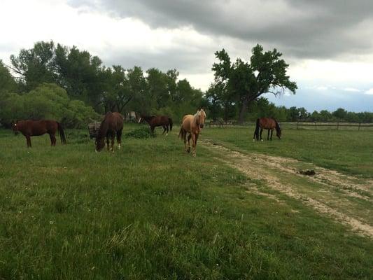 My young guy and some of his friends living the good life in pasture @ Triple D.