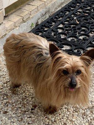 Kurbee Silky Yorkie approximately 12-14 year's old