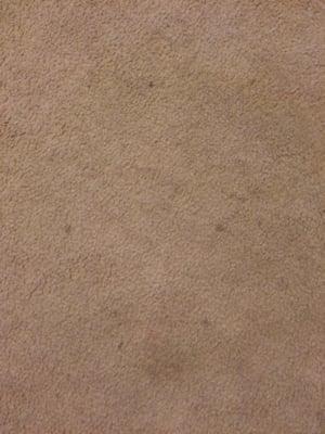 This was taken only 5 days after Chris' Carpet Cleaning came out.  After seeing this photo he said he didn't see anything wrong.