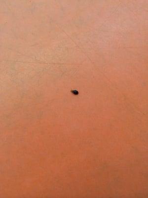 Live bed bug spotted on one of folding tables. Looked for number to privately call management and nothing found.