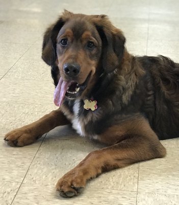 Dobby relaxing at We Dig Your Dog