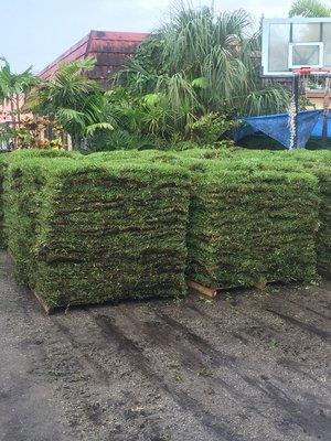 Fresh sod