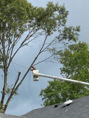 Even the highest tree is not a problem for our trained crews.