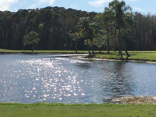 18 hole looking back to 17 on Champion course