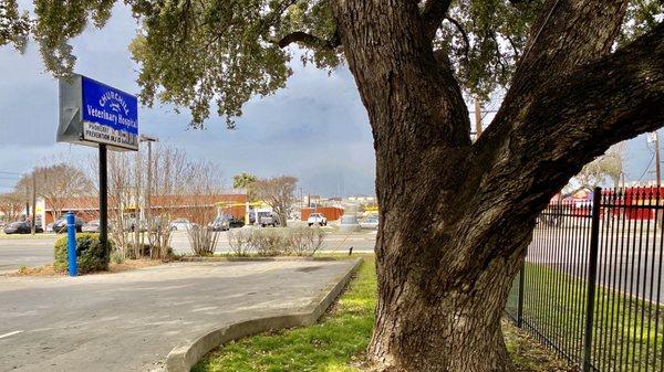 © 2020 Erik D. Phillips     One of the largest oak trees I've ever seen at Churchill Veterinary Hospital.