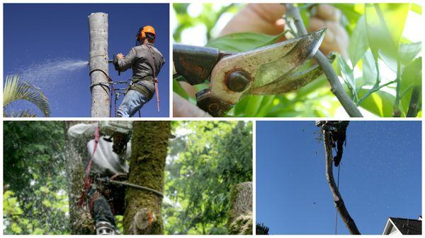 Trevino Tree Trimming