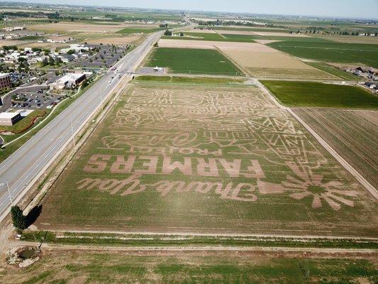 An aerial shot of the 2018 maze during early spring.