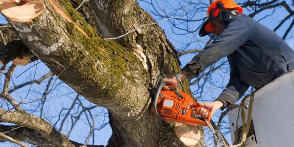 Remove Trees Virginia Beach, The Benefits of Maintaining the Health of Your Trees Virginia Beach, Tree Removal Virginia Beach, Tree Removal