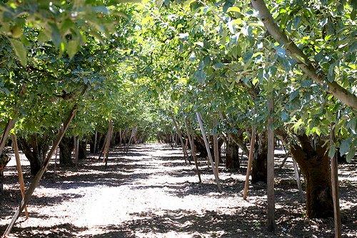 Old, large Gravenstein apple trees often need a board "crutch" to hold up the long, fruit-heavy branches