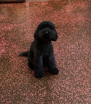 Winston with his Teddy Bear cut