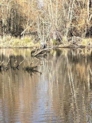 Blue heron well camouflaged