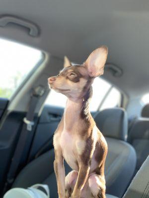 Teddy, waiting in car on a tech to come get him.