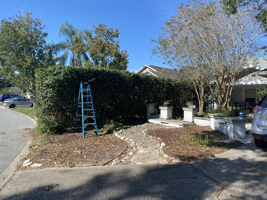 Final result of massive viburnum trimming brought down from 18ft to 10ft