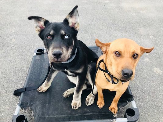 Brady & Teddy | TRAINING