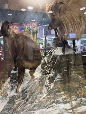 what are these stuffed animals doing in the convenience store?