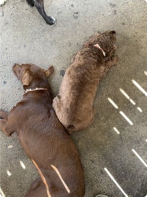 Coco enjoying the shade with a buddy.