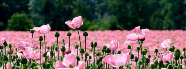 Umstead Green Landscape Management