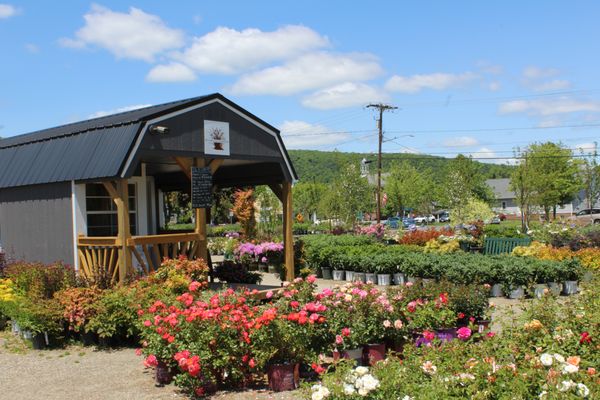 Sugarloaf Nurseries