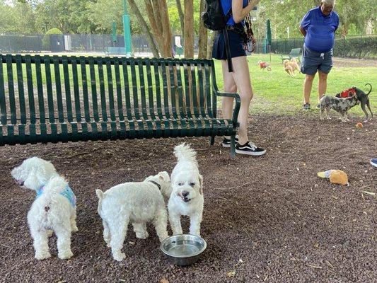 Celebration Dog Park