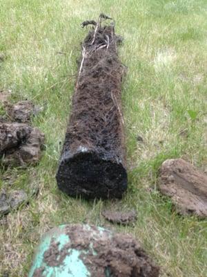 If you have tree roots in your sewer/drains this is the perfect reason to maintain the issue and not let it get out of control..