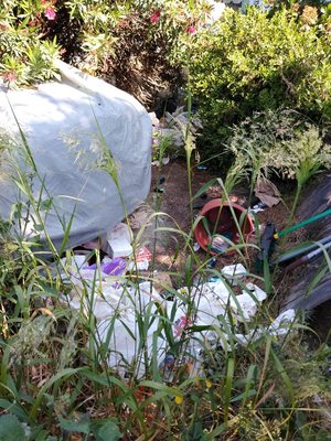 Trash threw out unbagged with over grown weeds